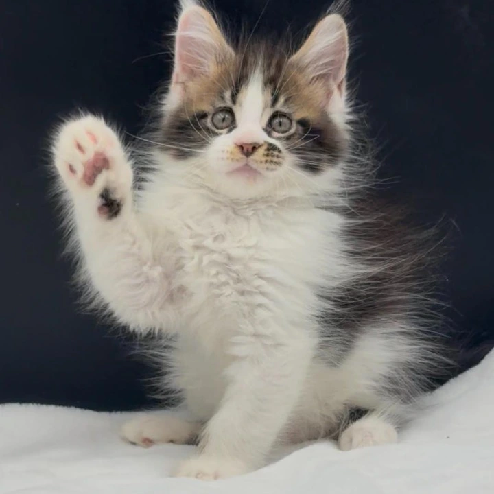 Vasilisa Maine Coon Kittens | Kitten for sale. 