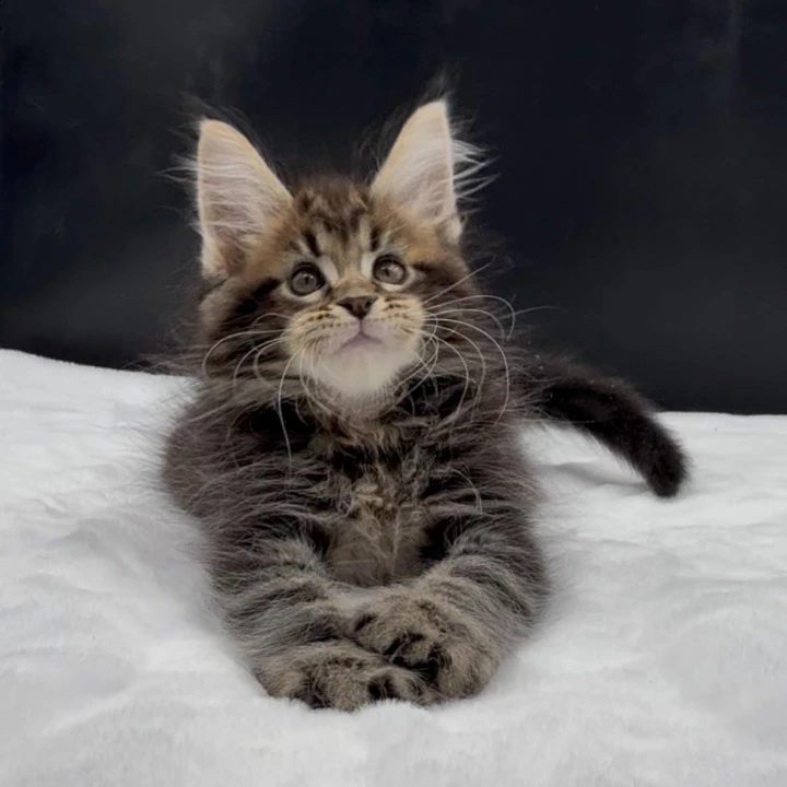 Vinsent Maine Coon Kittens | Large selection of kittens. 