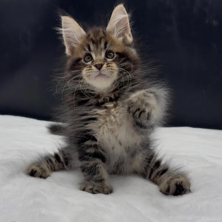 Vinsent Maine Coon Kittens | Large selection of kittens. 