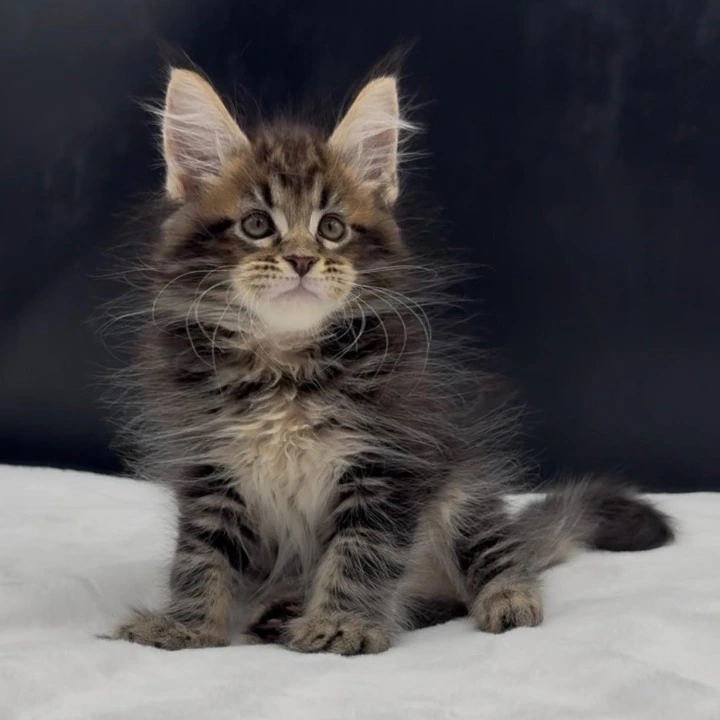 Vinsent Maine Coon Kittens | Large selection of kittens. 