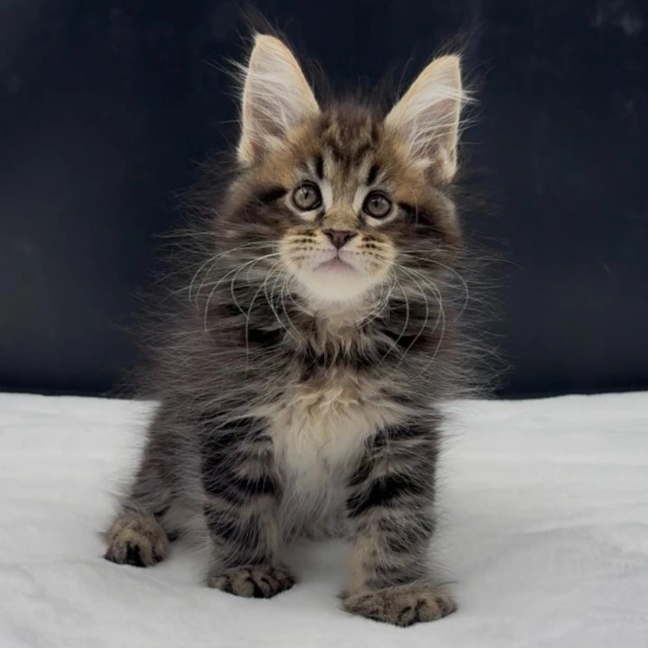 Vinsent Maine Coon Kittens | Large selection of kittens. 