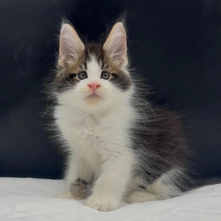 Veles Maine Coon Kittens | Kittens for sale. 