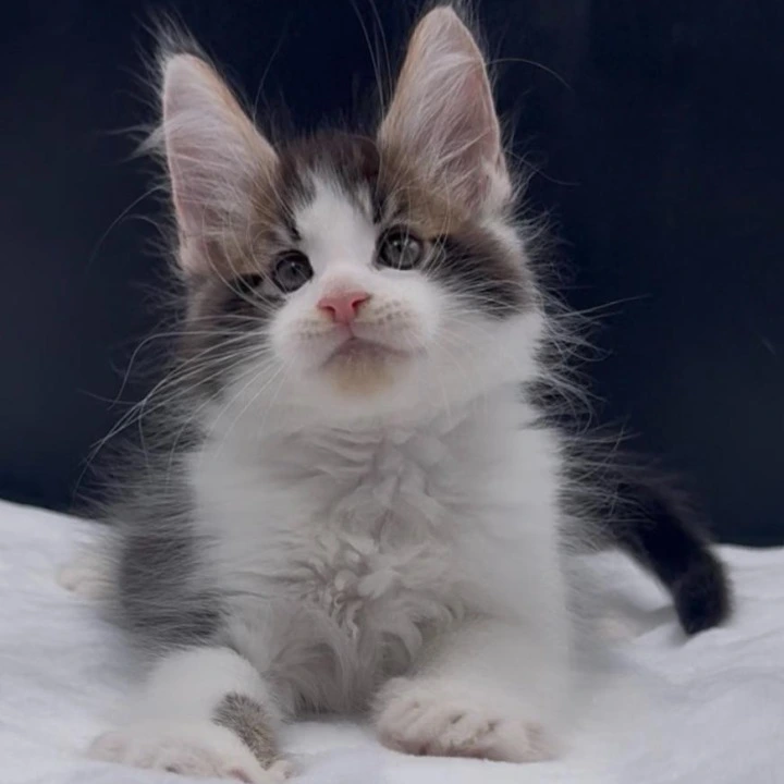 Veles Maine Coon Kittens | Kittens for sale.