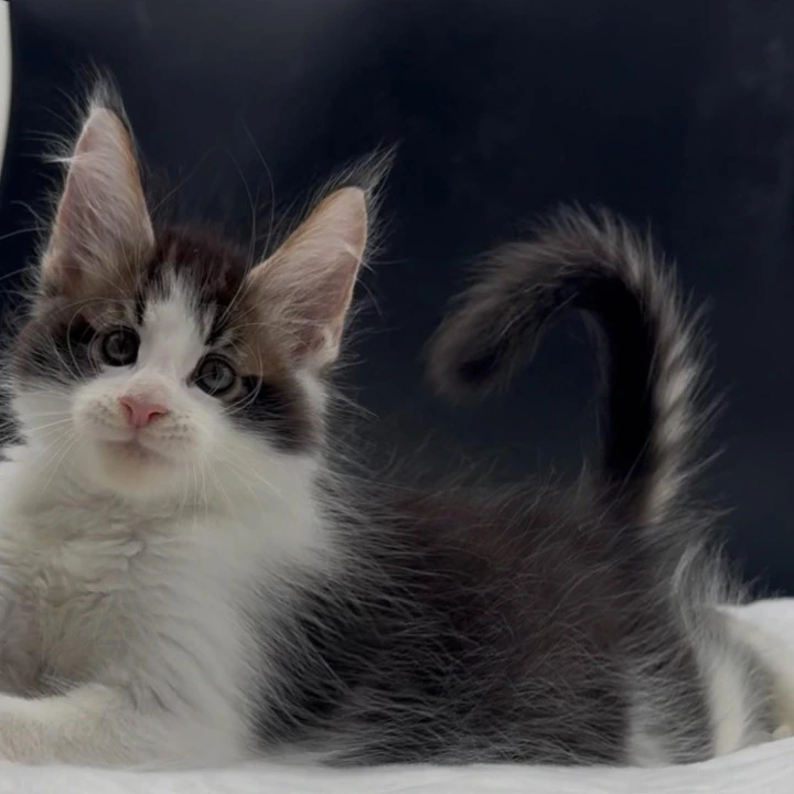 Veles Maine Coon Kittens | Kittens for sale.