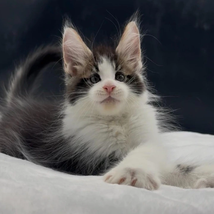 Veles Maine Coon Kittens | Kittens for sale.