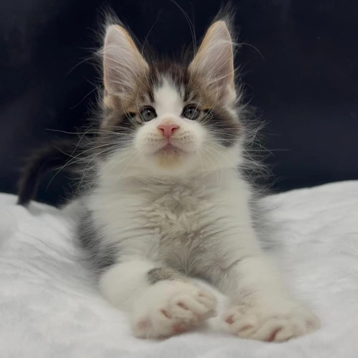 Veles Maine Coon Kittens | Kittens for sale.