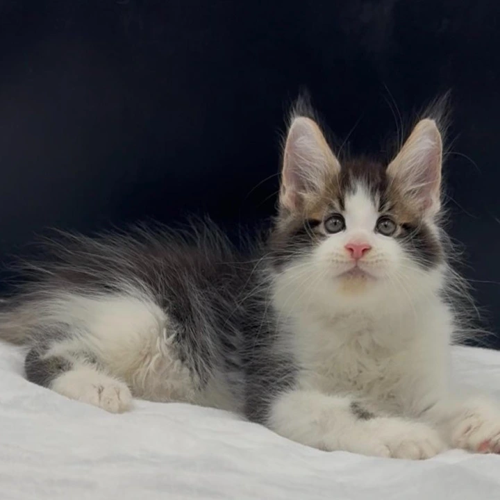 Veles Maine Coon Kittens | Kittens for sale. 