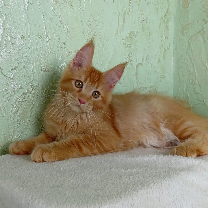 Rosen Maine Coon Kittens | Large selection of kittens. 