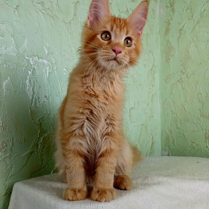 Rosen Maine Coon Kittens | Large selection of kittens. 