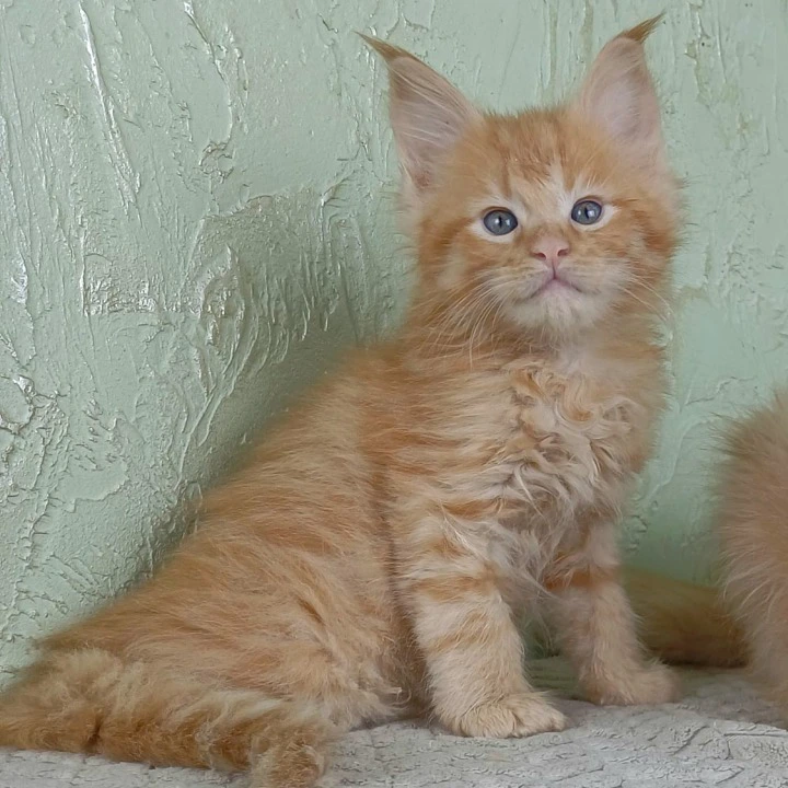 Filya-Yol Maine Coon Kittens | Kittens for sale. 