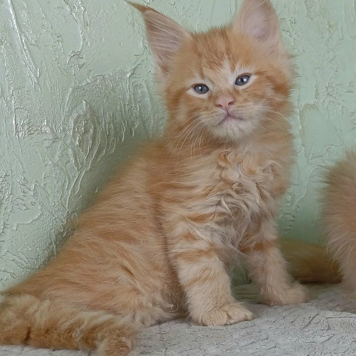 Filya-Yol Maine Coon Kittens | Kittens for sale. 