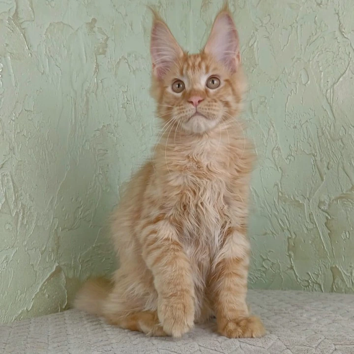 Rostok Maine Coon Kittens | Kitten for sale. 