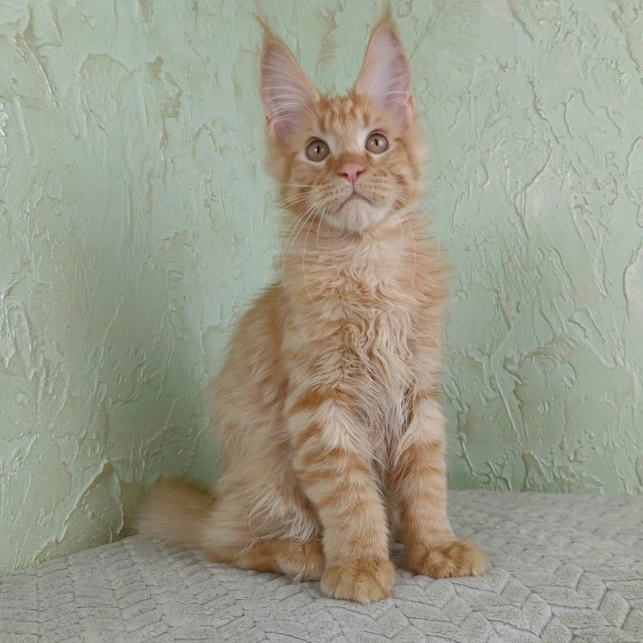 Rostok Maine Coon Kittens | Kitten for sale. 