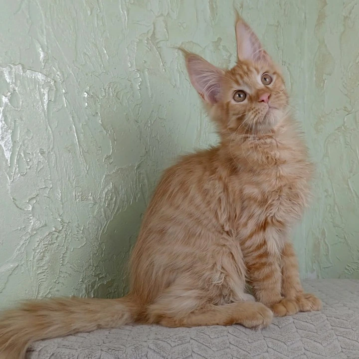 Rostok Maine Coon Kittens | Kitten for sale. 