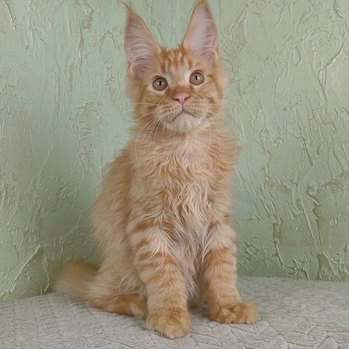 Rostok Maine Coon Kittens | Kitten for sale. 