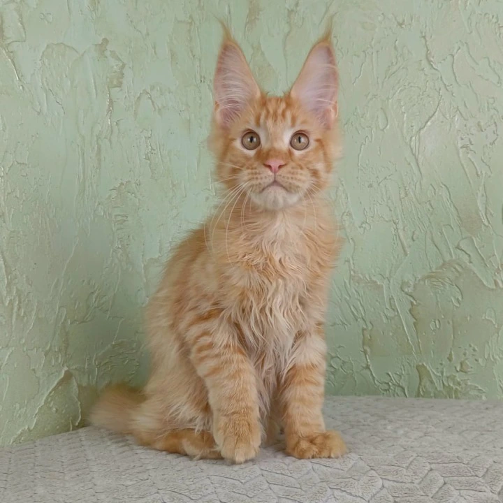 Rostok Maine Coon Kittens | Kitten for sale. 