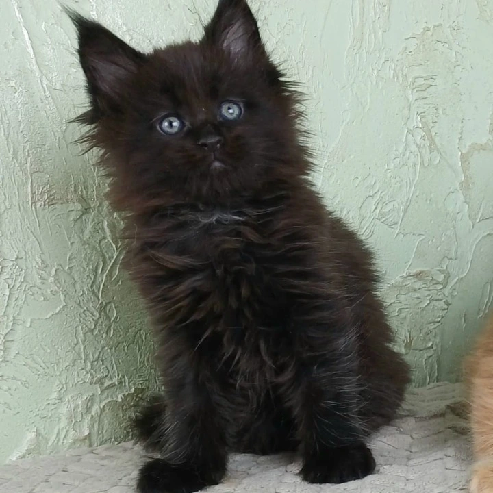 Falem Maine Coon Kittens | Kitten for sale. 