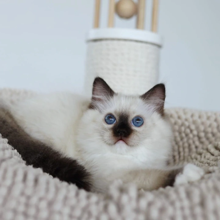 Kari Ragdoll Kittens | Kittens for sale. 