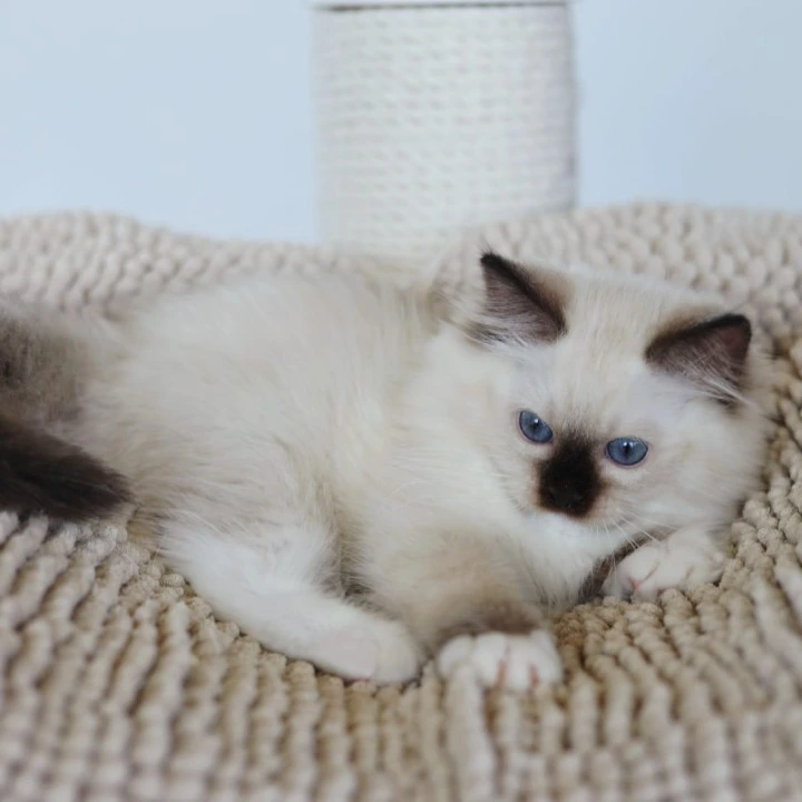 Kari Ragdoll Kittens | Kittens for sale. 