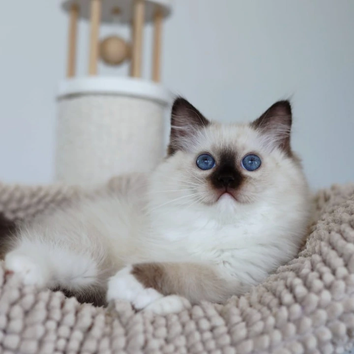 Kari Ragdoll Kittens | Kittens for sale. 