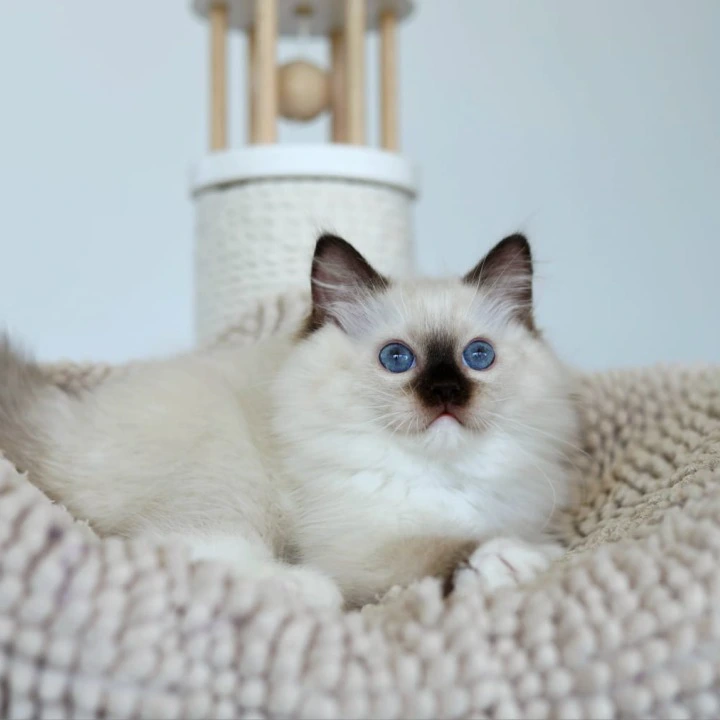 Kari Ragdoll Kittens | Kittens for sale. 