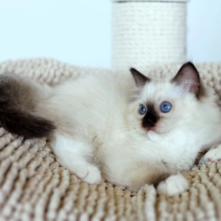 Kari Ragdoll Kittens | Kittens for sale. 