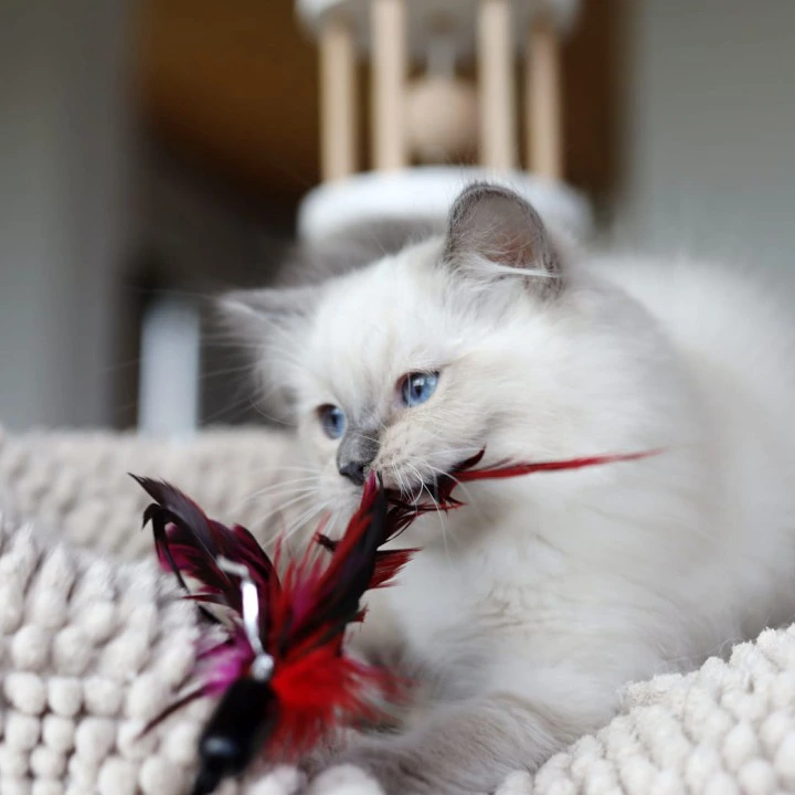 Kiwi Ragdoll Kittens | Large selection of kittens.