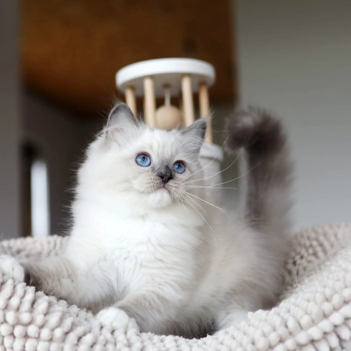 Kiwi Ragdoll Kittens | Large selection of kittens. 