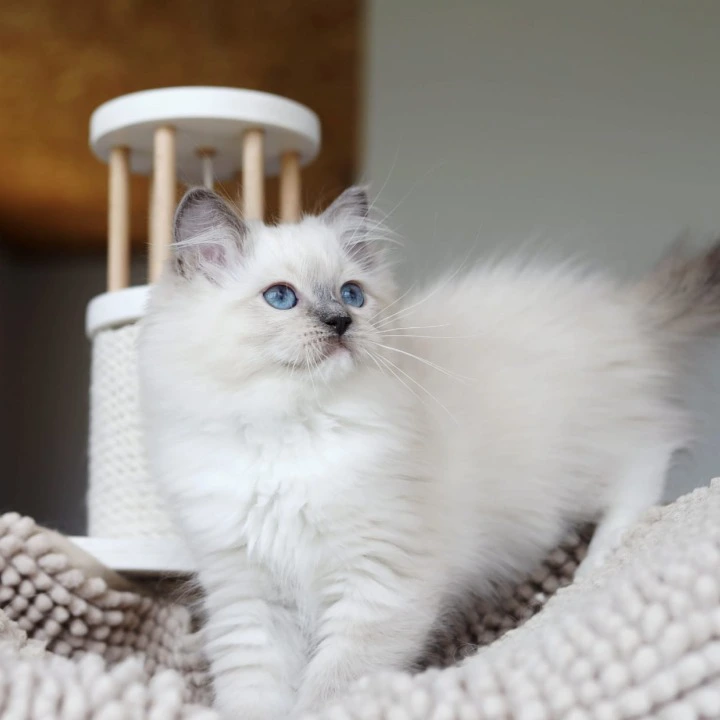 Kiwi Ragdoll Kittens | Large selection of kittens.