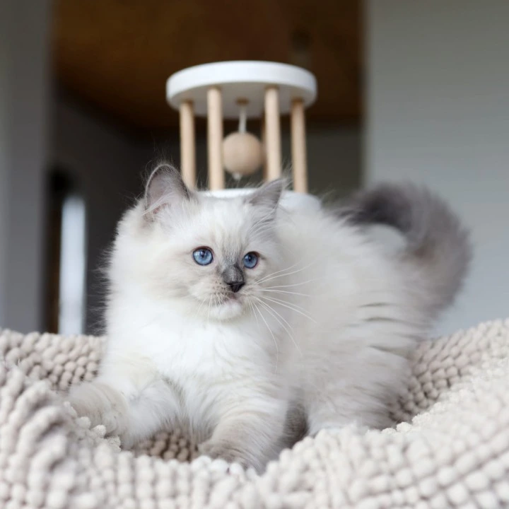 Kiwi Ragdoll Kittens | Large selection of kittens. 