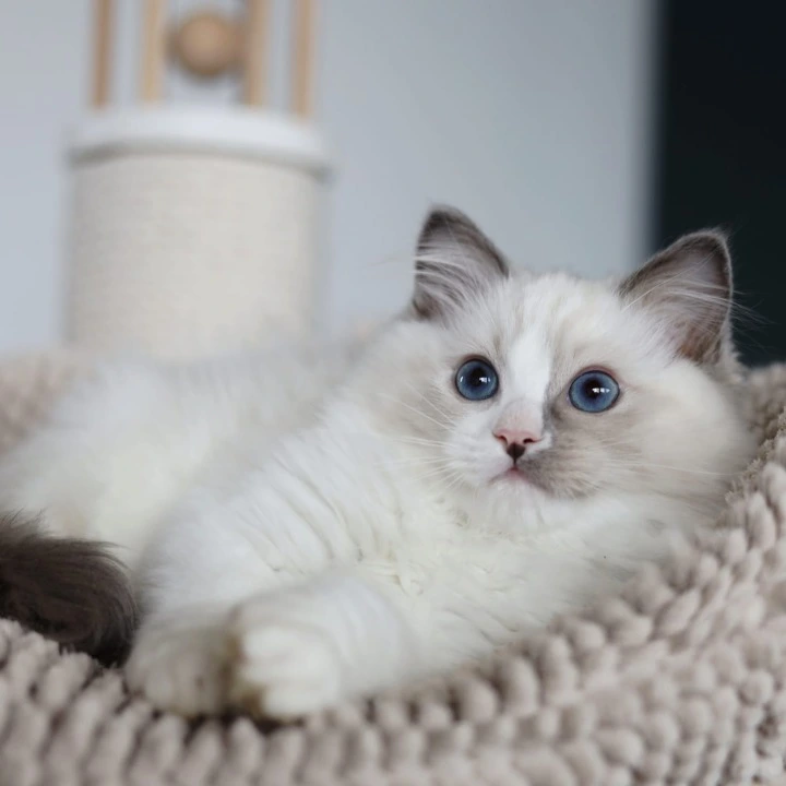 Kino Ragdoll Kittens | Kitten for sale. 