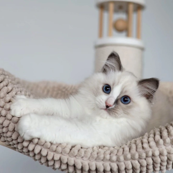 Kino Ragdoll Kittens | Kitten for sale. 