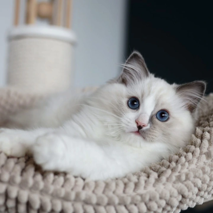 Kino Ragdoll Kittens | Kitten for sale. 