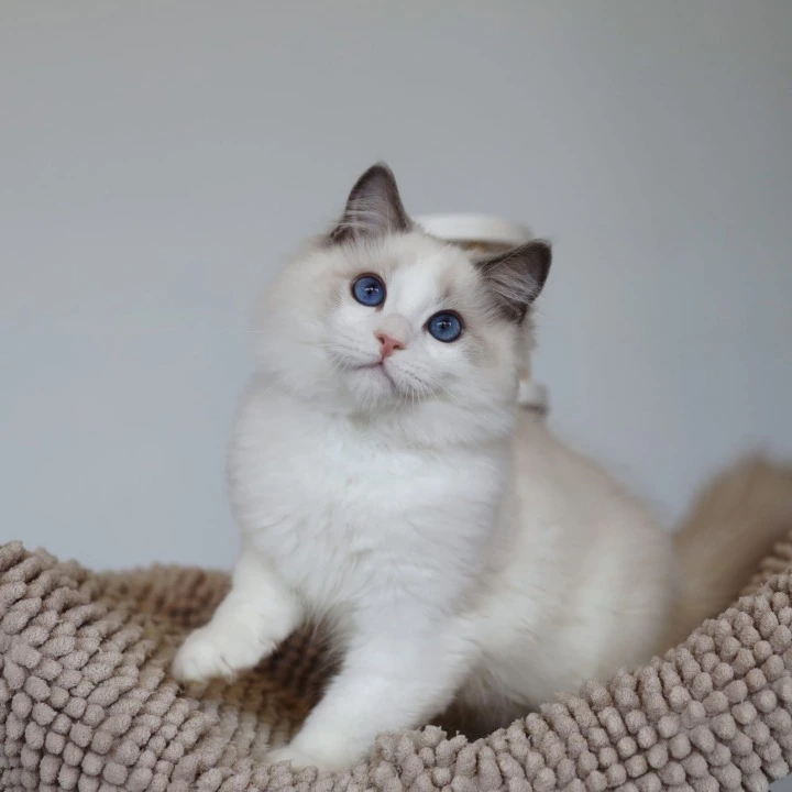 Kosmo Ragdoll Kittens | Large selection of kittens. 