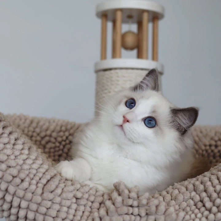 Kosmo Ragdoll Kittens | Large selection of kittens. 