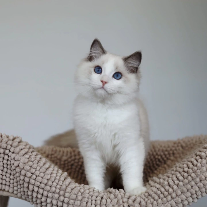 Kosmo Ragdoll Kittens | Large selection of kittens. 