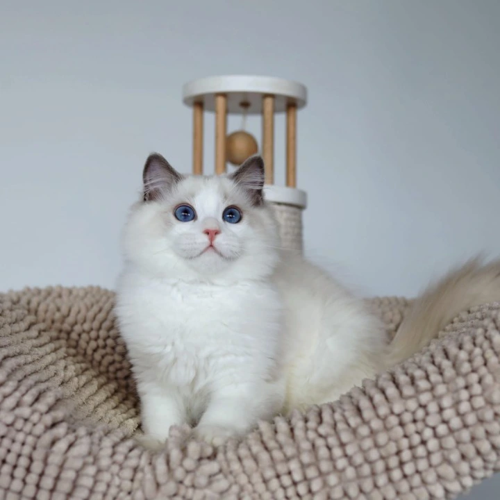 Kosmo Ragdoll Kittens | Large selection of kittens. 