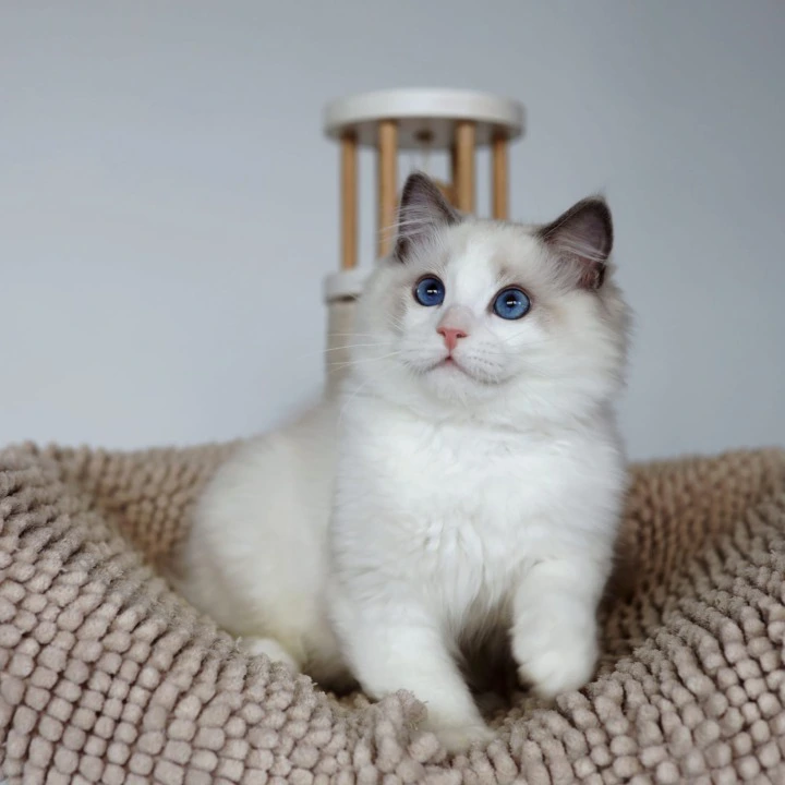 Kosmo Ragdoll Kittens | Large selection of kittens. 