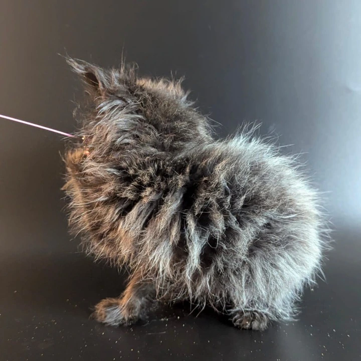 Vaselisa Maine Coon Kittens | Large selection of kittens. 