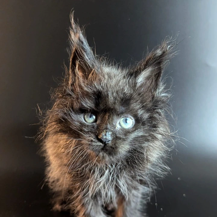 Vaselisa Maine Coon Kittens | Large selection of kittens. 