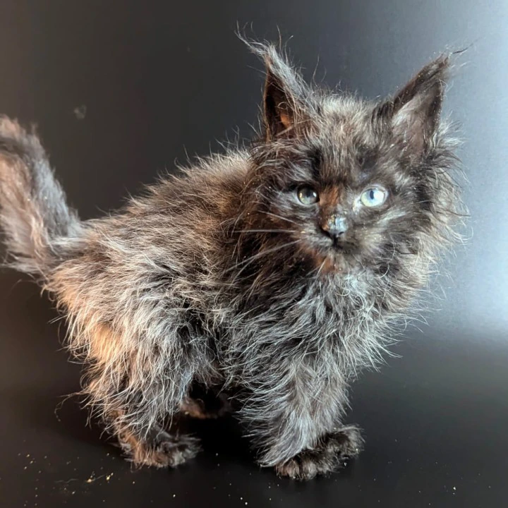 Vaselisa Maine Coon Kittens | Large selection of kittens. 