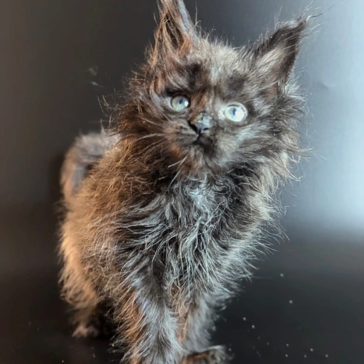 Vaselisa Maine Coon Kittens | Large selection of kittens. 