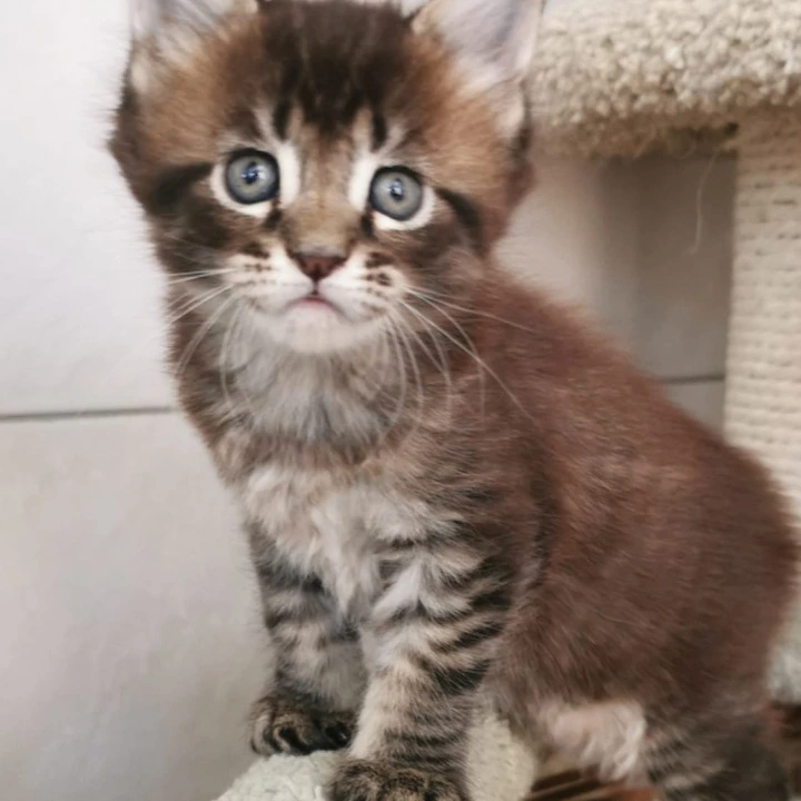 Narnia Maine Coon Kittens | Kittens for sale. 