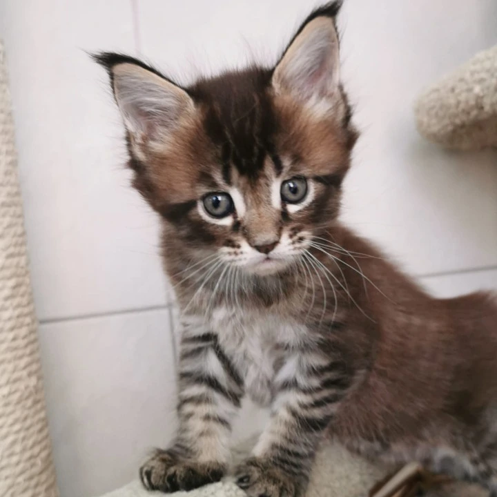 Narnia Maine Coon Kittens | Kittens for sale. 