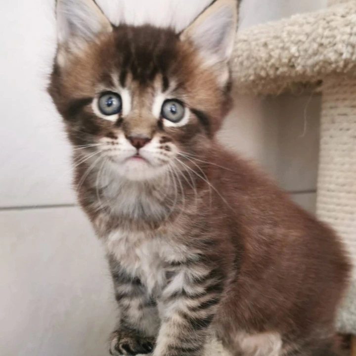 Narnia Maine Coon Kittens | Kittens for sale. 