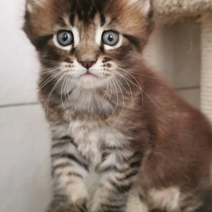 Narnia Maine Coon Kittens | Kittens for sale. 