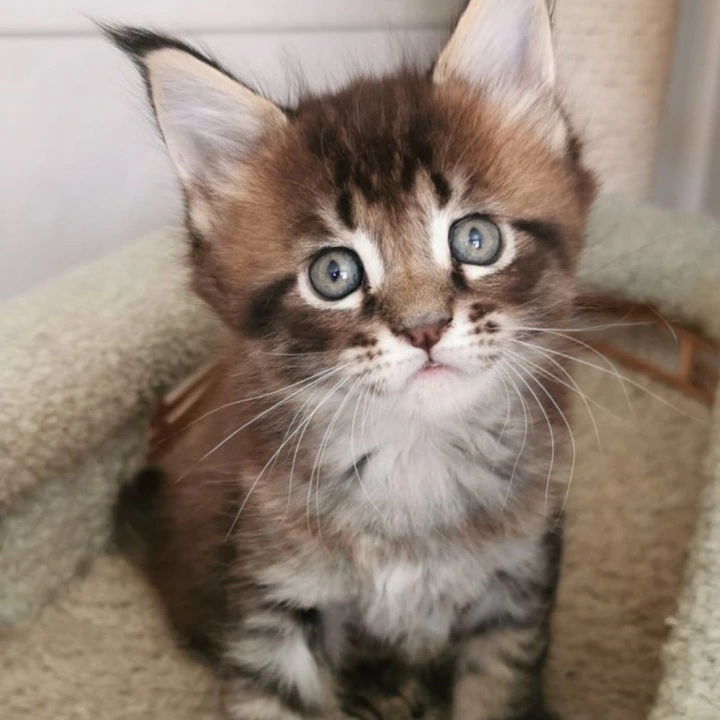 Narnia Maine Coon Kittens | Kittens for sale. 