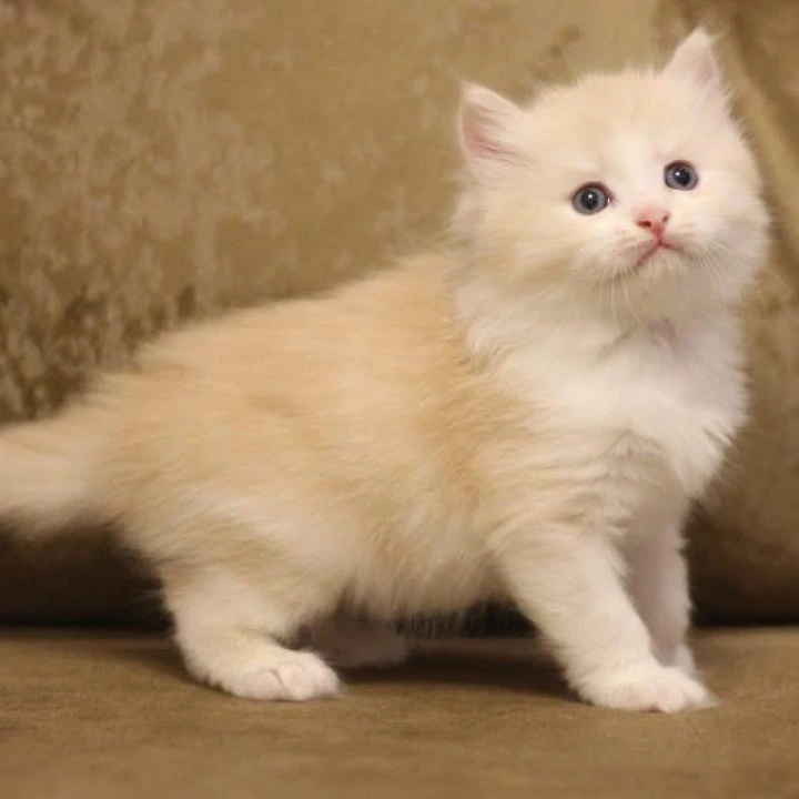 Zaur Siberian Kittens | Kittens for sale. 