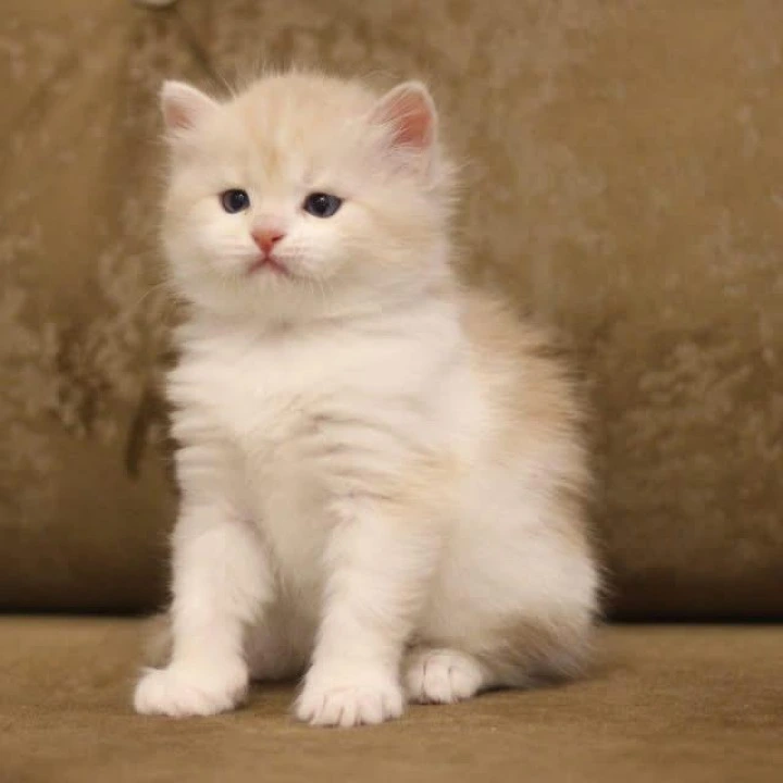 Zeekr Siberian Kittens | Kittens for sale. 