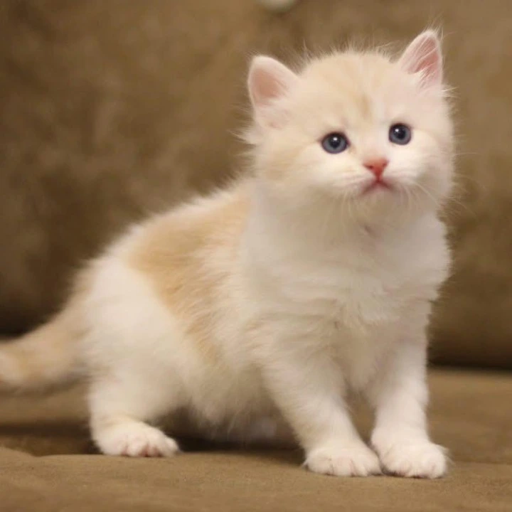 Zeekr Siberian Kittens | Kittens for sale. 
